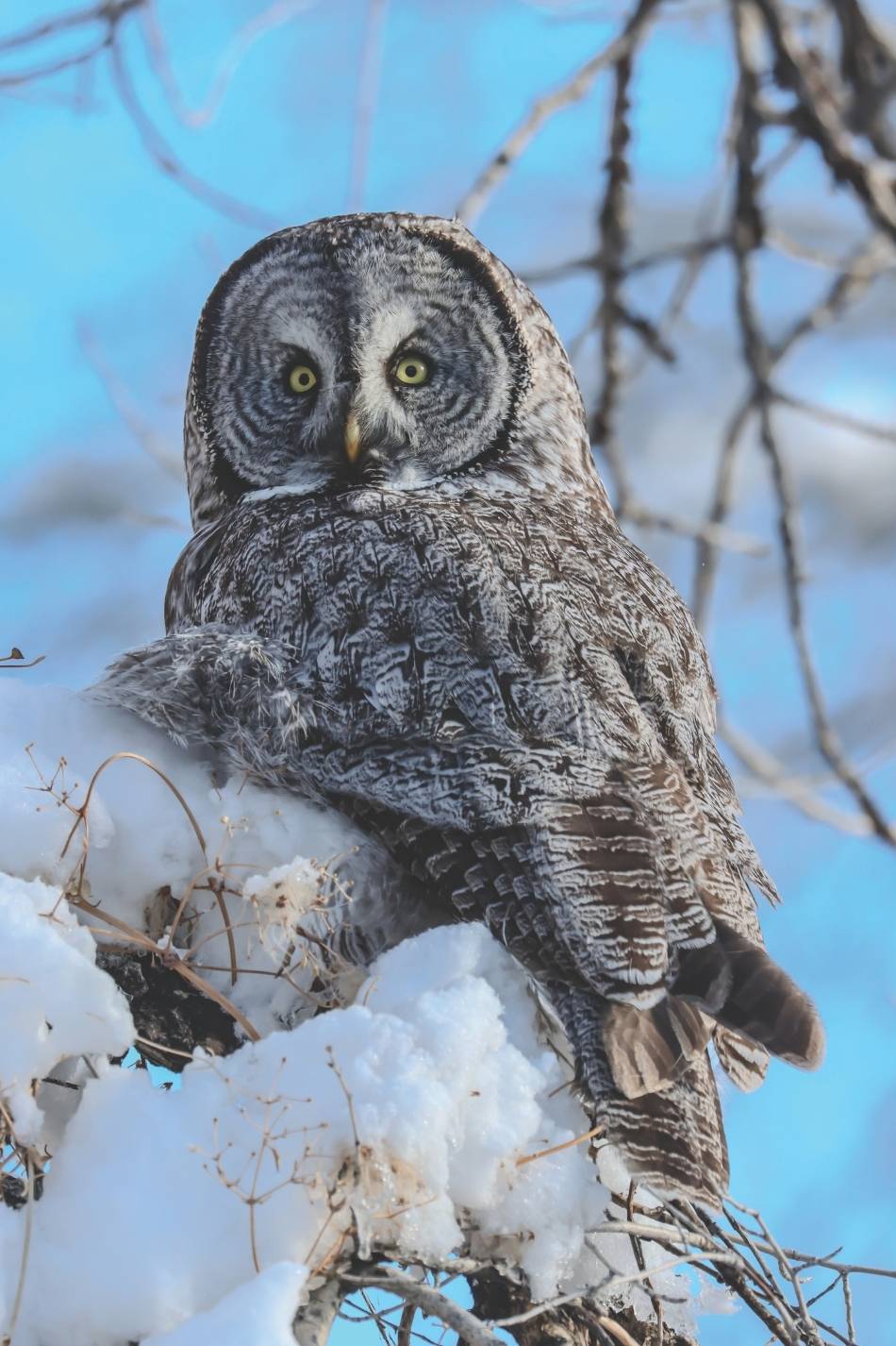 A Great Gray Owl on a snow covered tree branch.