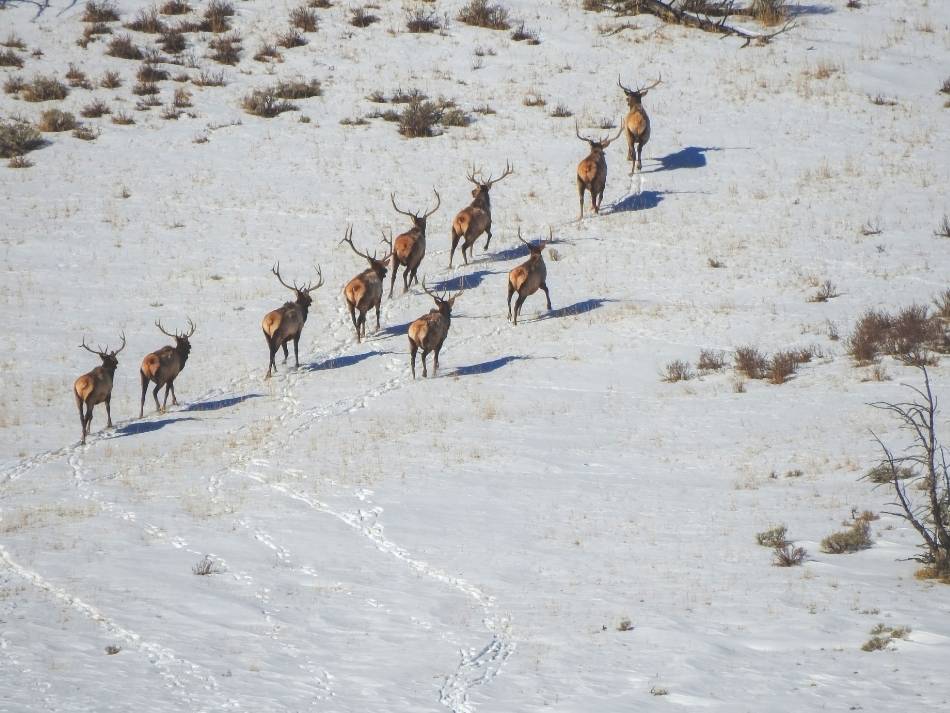A group of bachelor bulls walking across a snow-covered landscape.