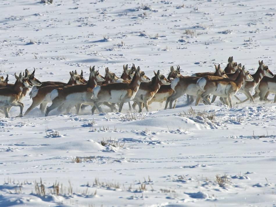 A large herd of pronghorn moving across a snowy landscape. 