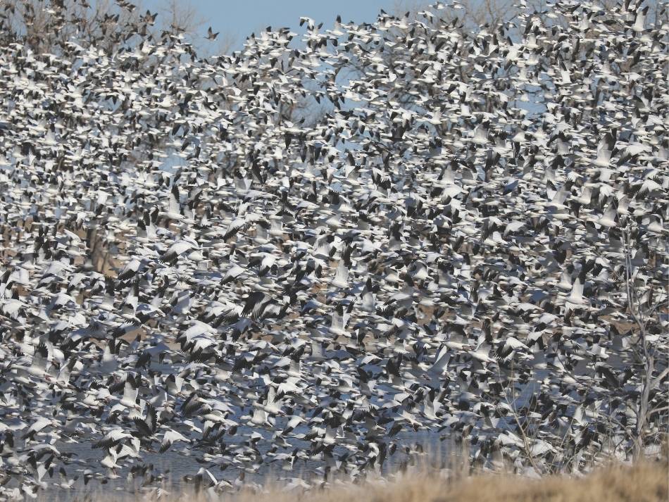 Thousands of snow geese in flight in Goshen County in eastern Wyoming.