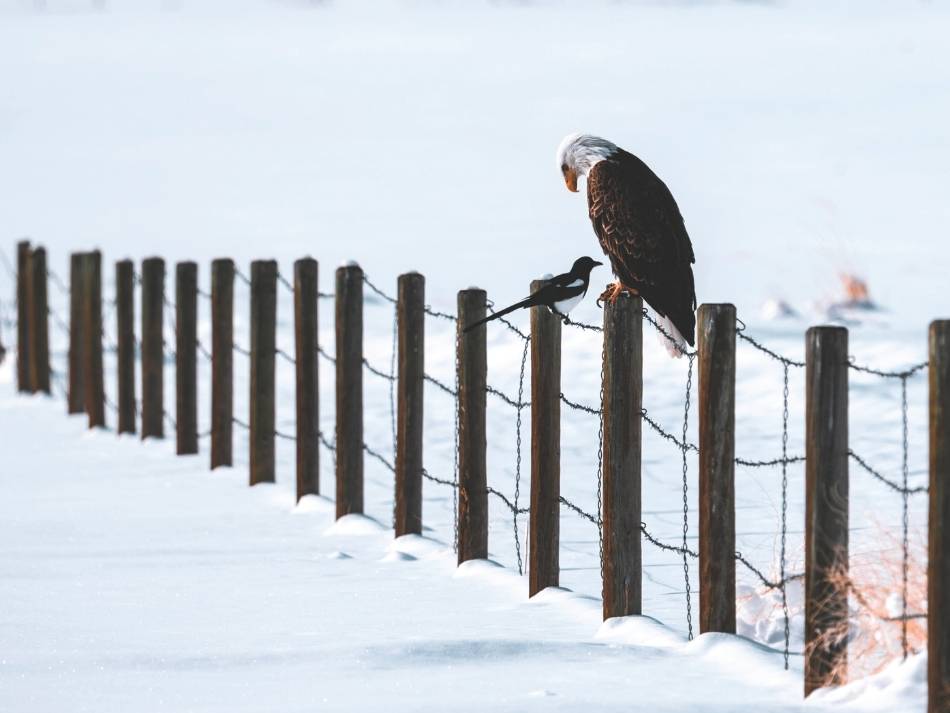 A bald eagle looks down on a magpie perched next to it on a fence.