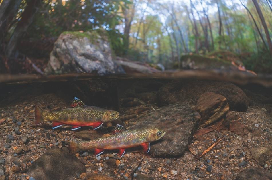 A photo of two brook trout in a clear stream with half the photo above water and half below.