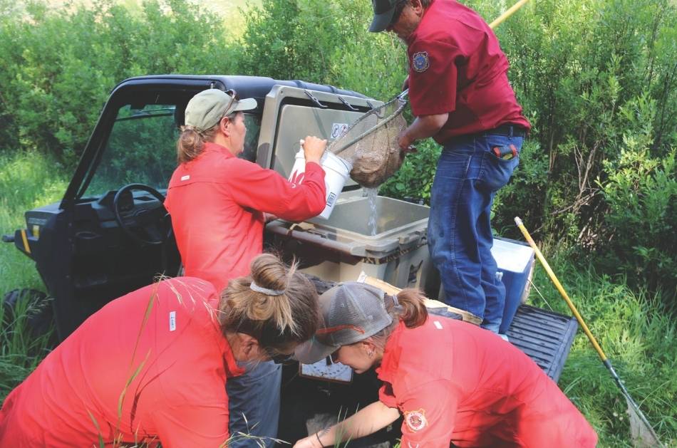 Wyoming Game and Fish Department biologists stock Trojan male brook trout, sometimes called YY brook trout, in Game Creek in the Jackson Region. 