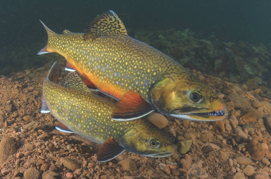 A wide angle underwater photograph of two brook trout swimming in a stacked formation, turning slightly..