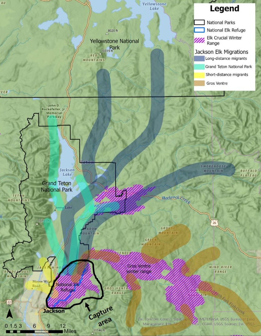 Jackson Elk Herd segments 