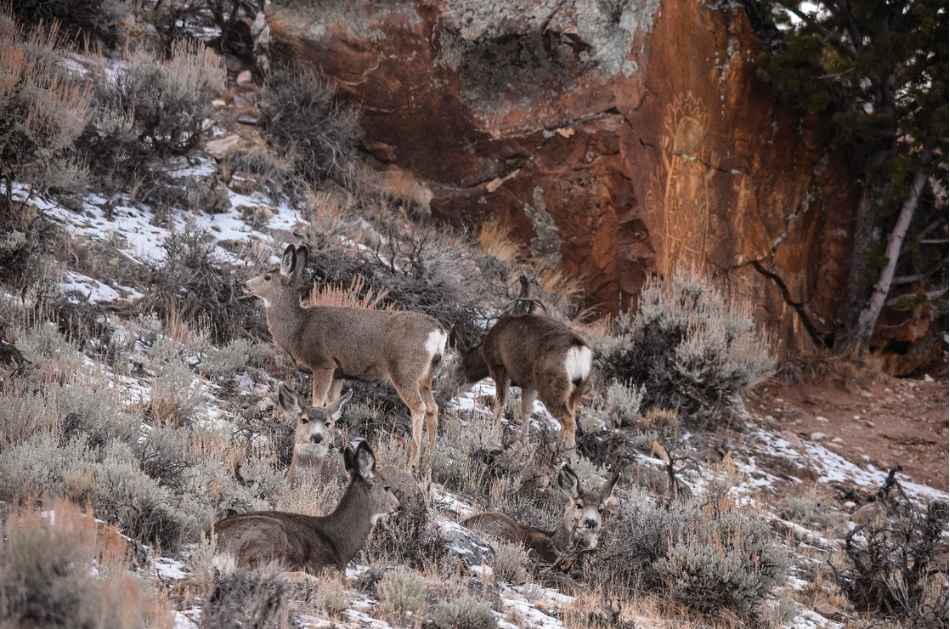Five mule deer shown on a sagebrush covered slope in front of the Dinwoody petroglyphs shown on an orange-colored rock in the background.