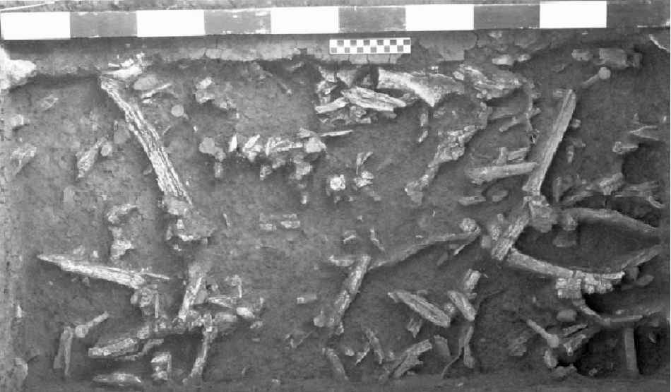 A portion of the Early Plains Archaic bighorn sheep bone bed at the Helen Lockingbill site.