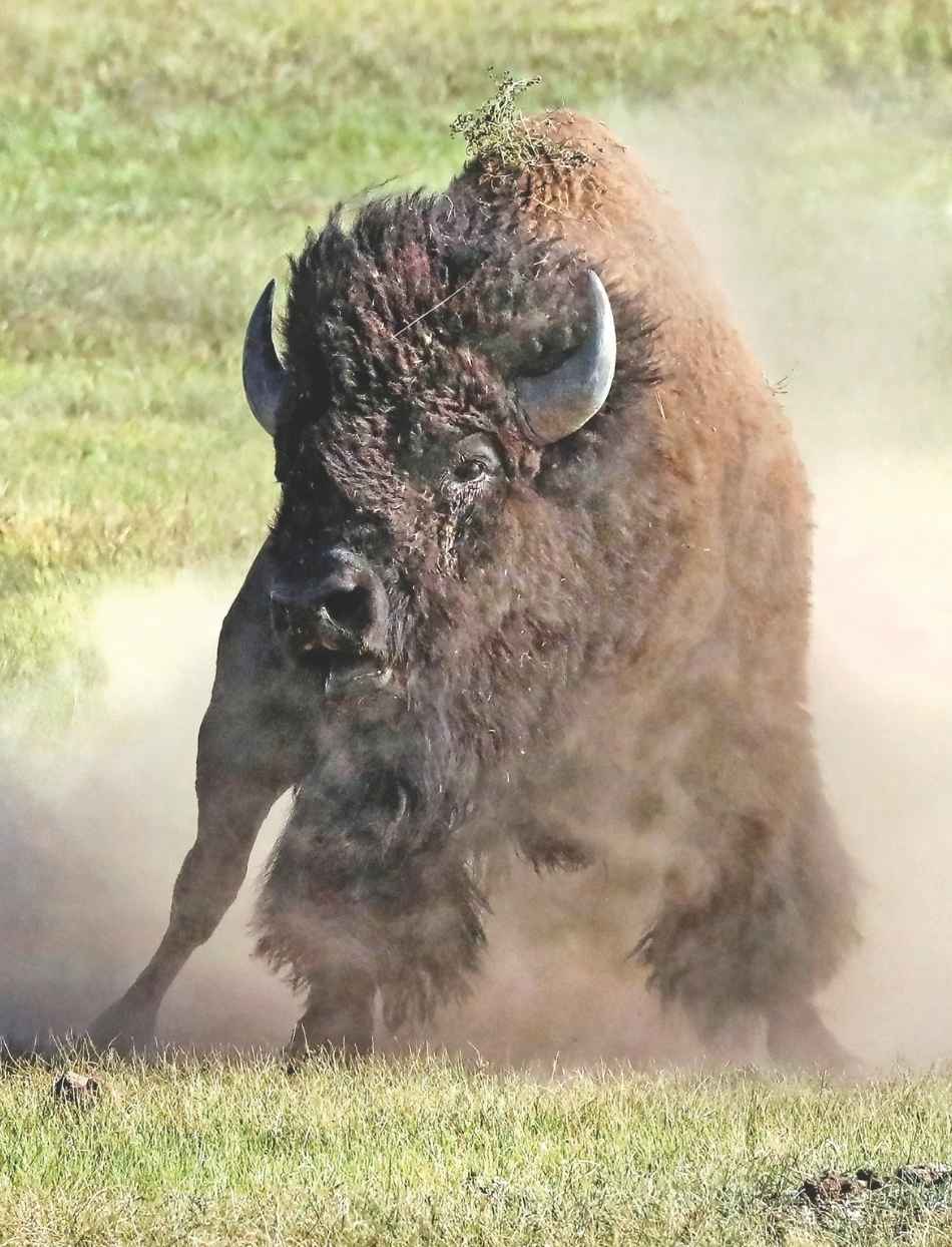 A bison standing on green grass and kicking up a cloud of dust.