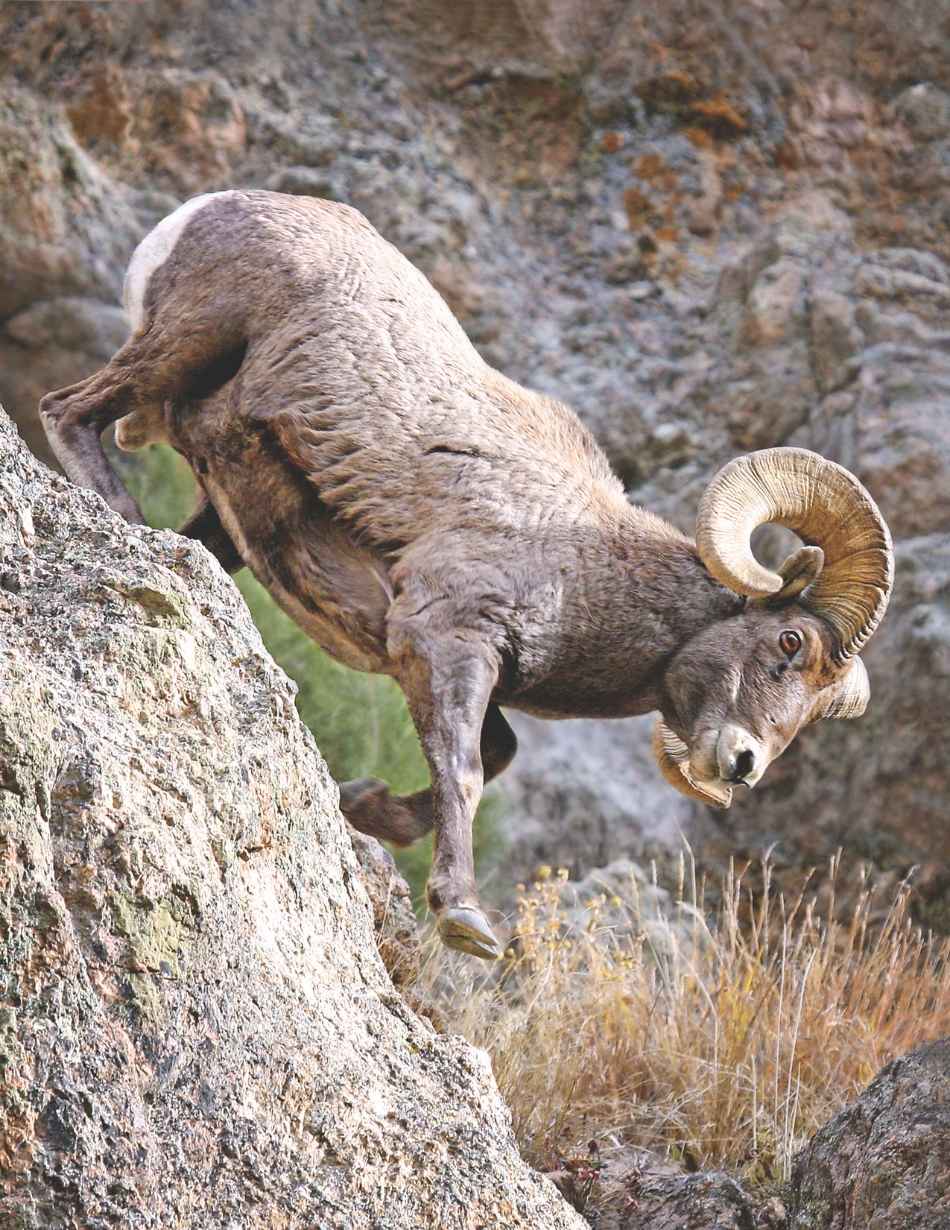 A bighorn sheep moving down a steep rocky slope.
