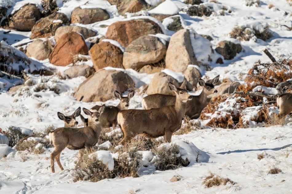 A small group of mule deer standing on a snow-covered landscape with large boulders on a slope in the background.