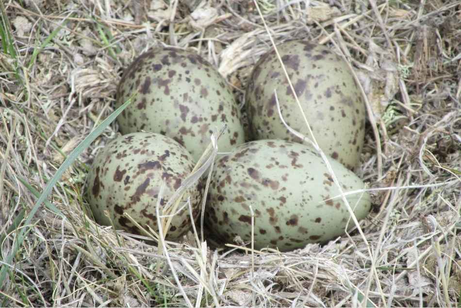 A photo of spotted, sage-green, long-billed curlew eggs in a nest on the ground