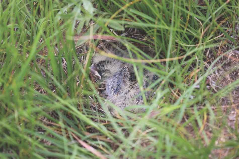 Thick-billed longspur chicks staying hidden in some grass.