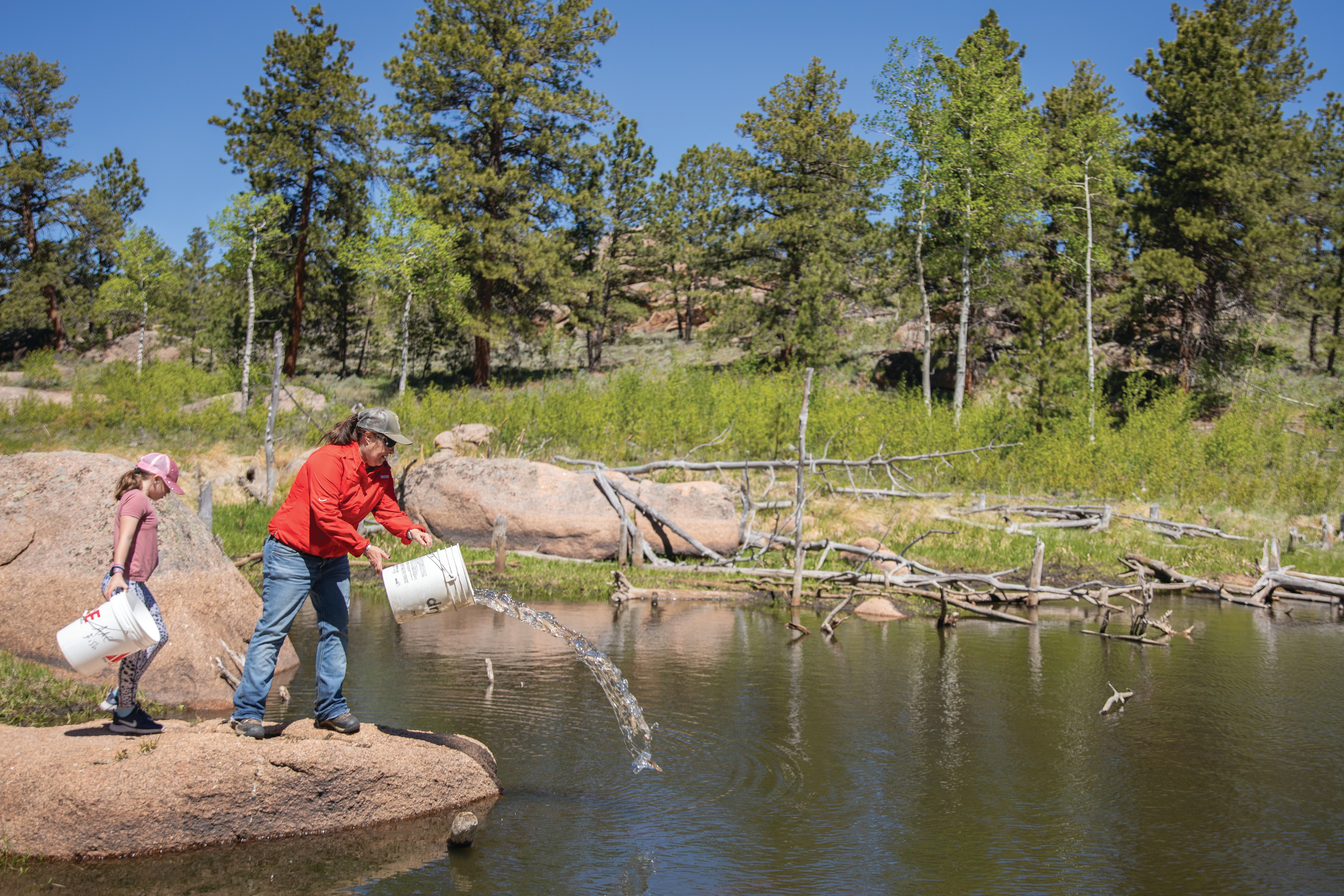 Game and Fish annually stocks beaver ponds and small creeks with brook trout in the Pole Mountain area in southeast Wyoming. 