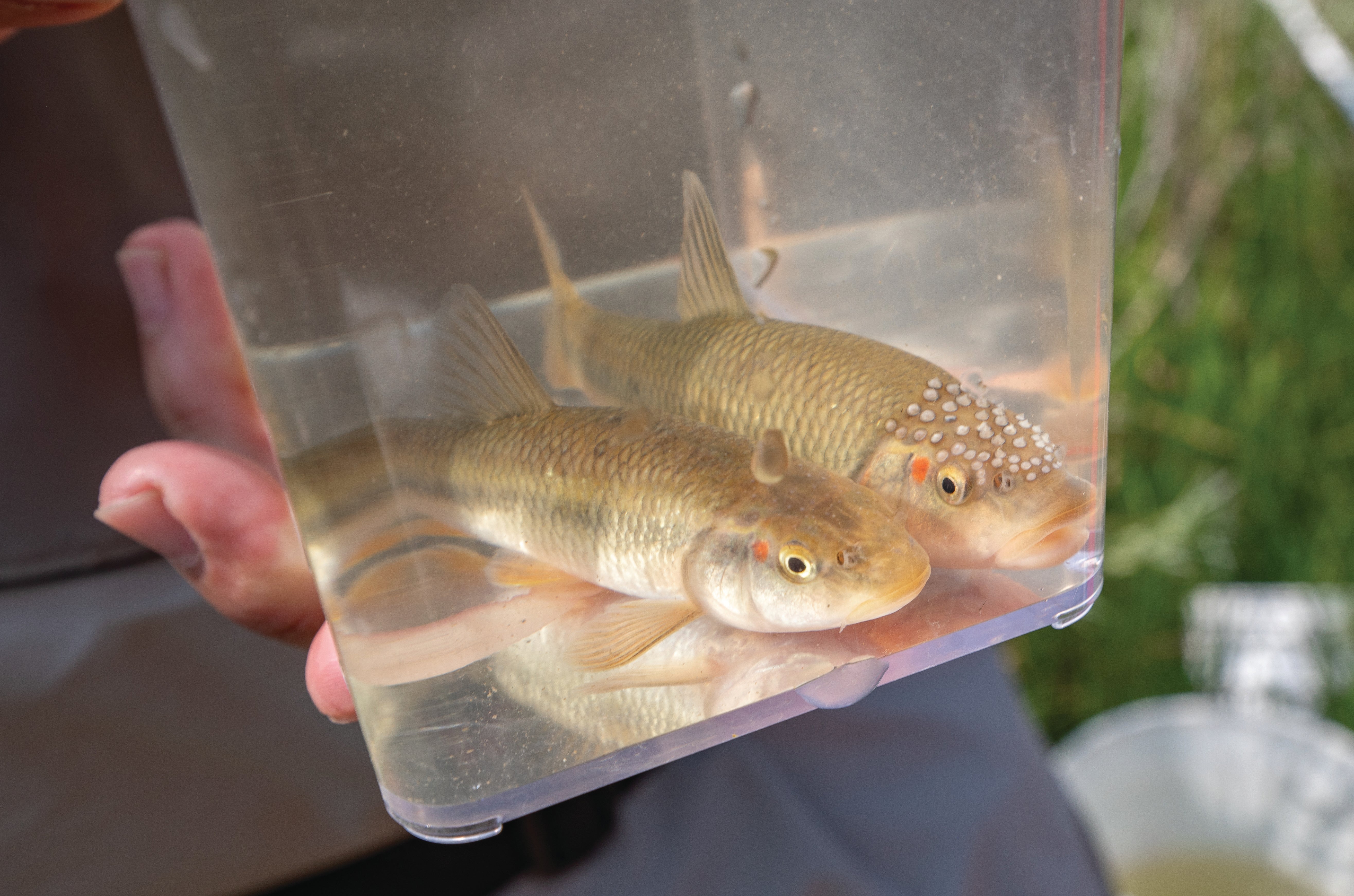 The hornyhead chub is a native, nongame fish in a priority conservation area of the Platte River Basin. This fish is designated as a Species of Greatest Conservation Need. 