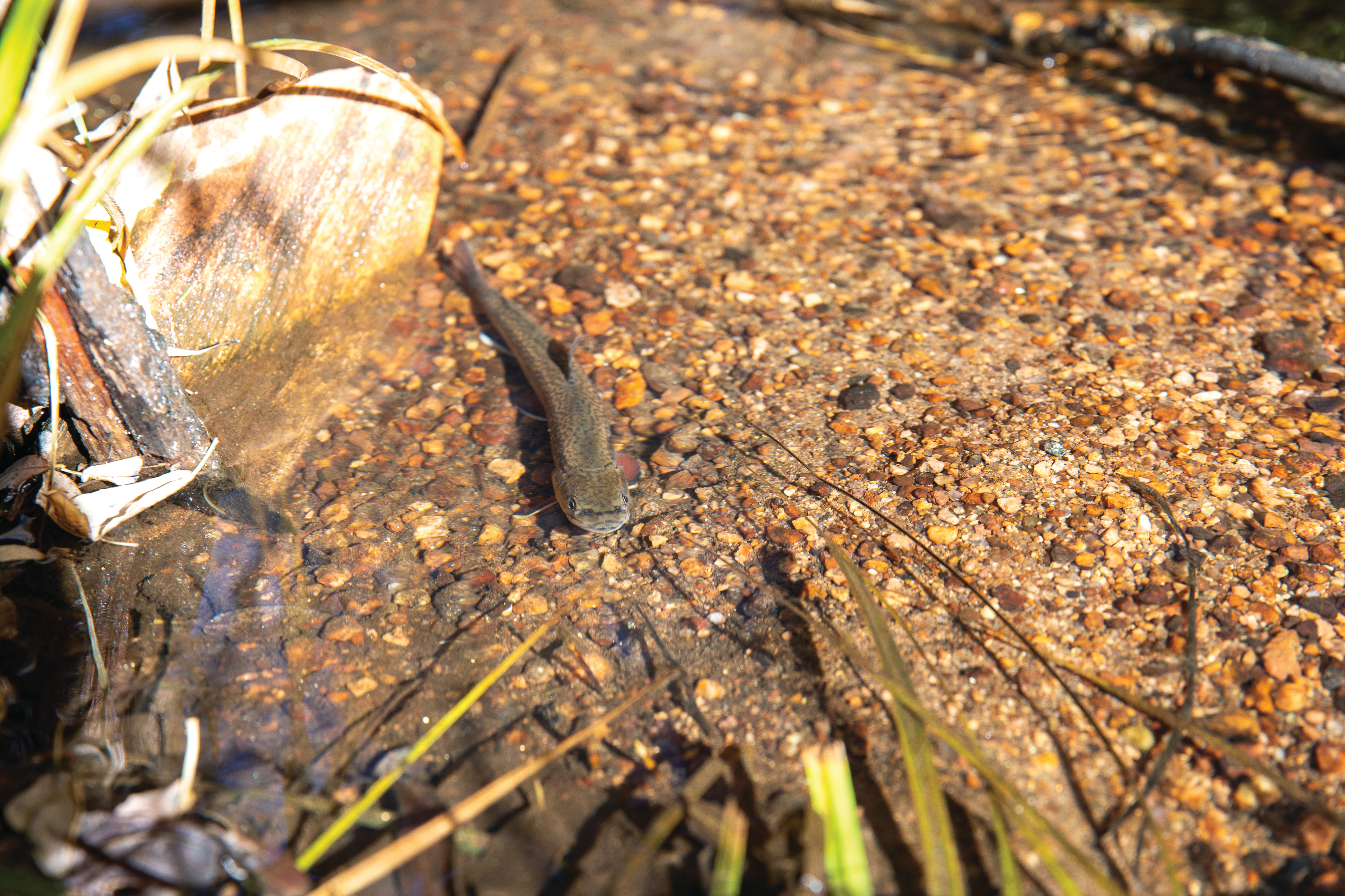 Brook trout in the Pole Mountain area in the Laramie Region