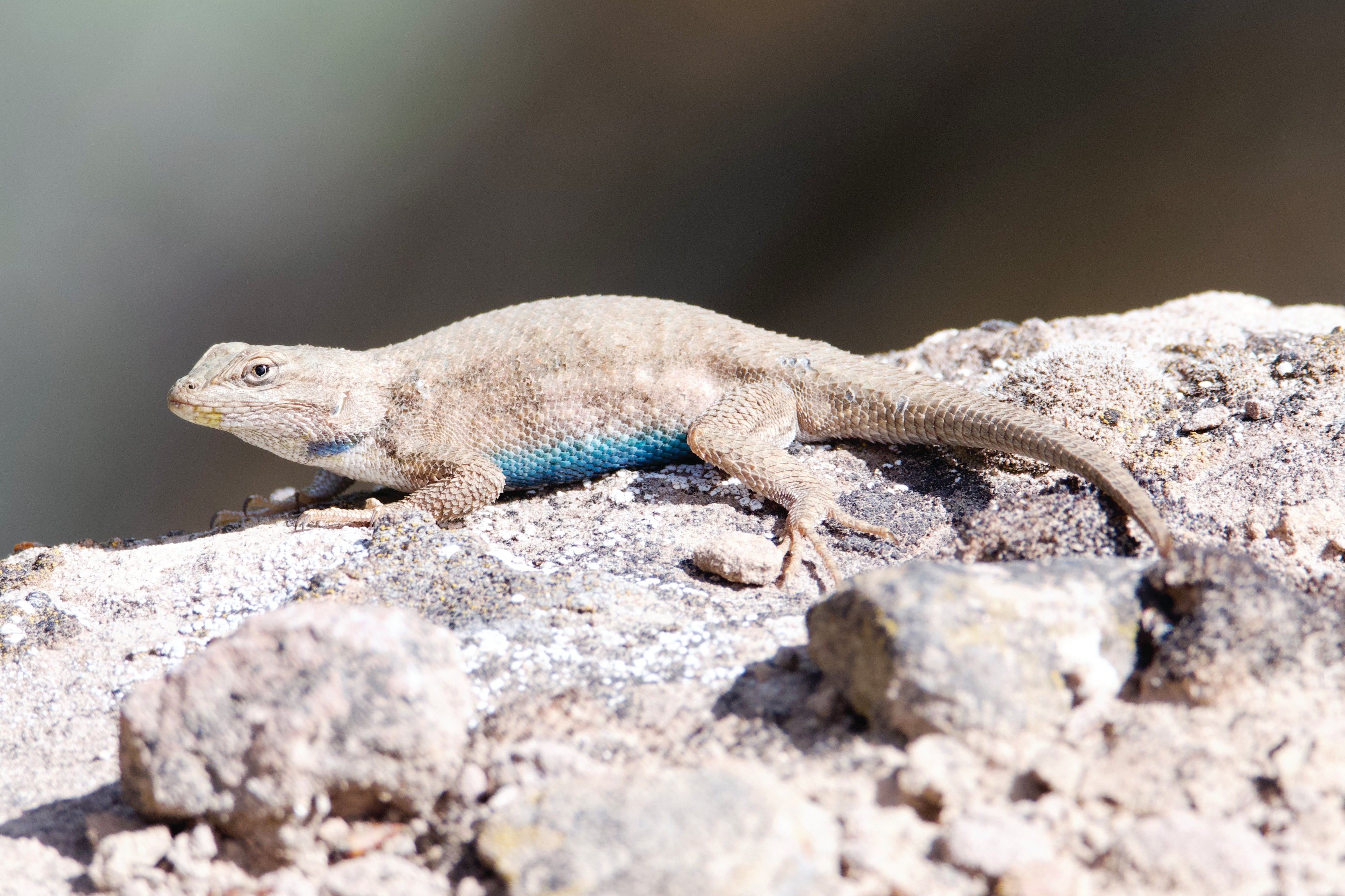 A plateau fence lizard gets some sun on a rock.