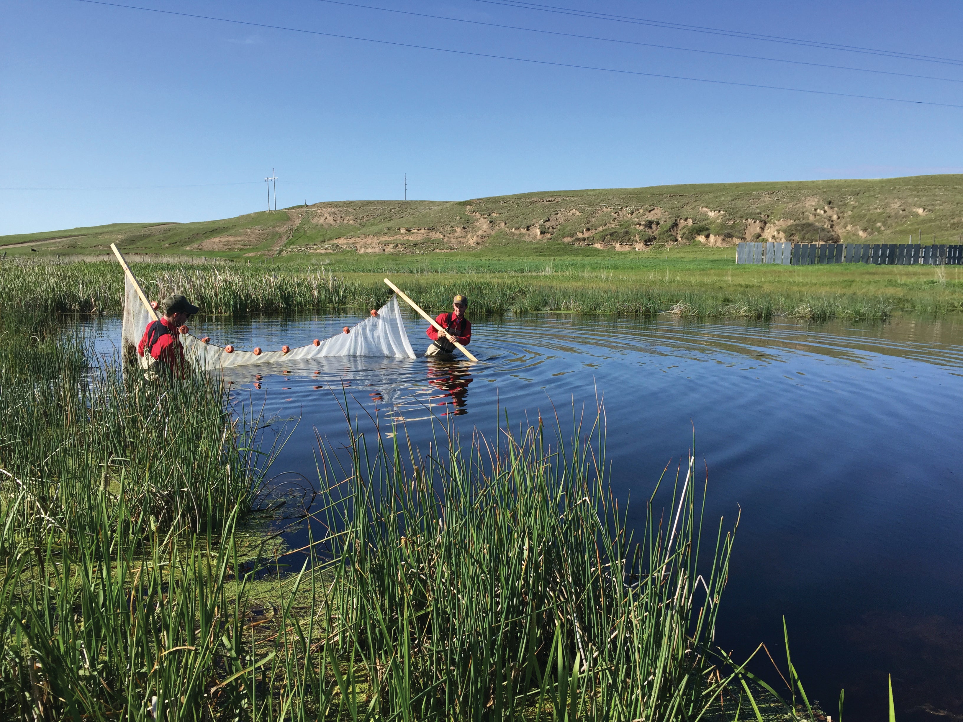 Northern pearl dace are found in the downstream portion of the Niobrara River in Wyoming.