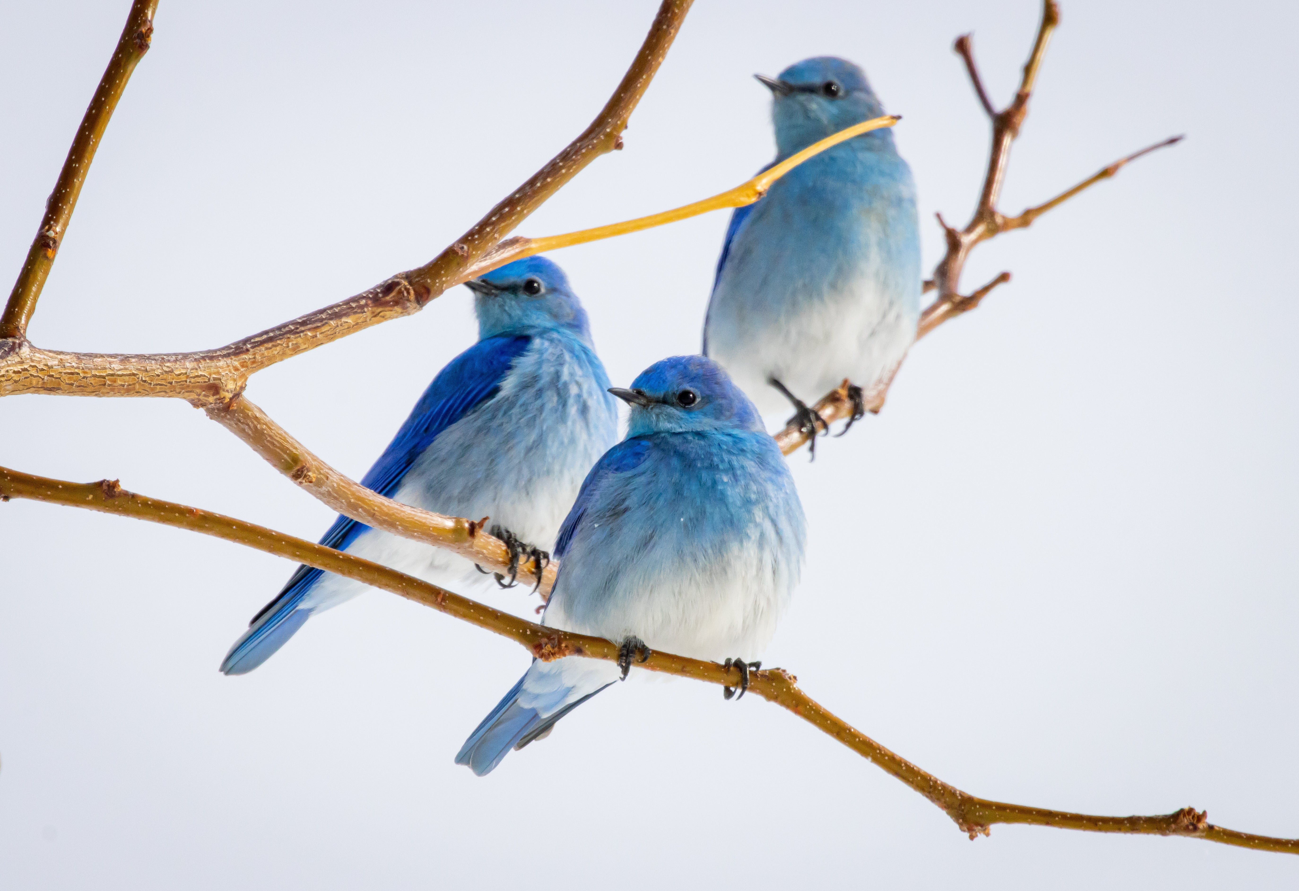 AmyAnderson_50 Shades of Blue