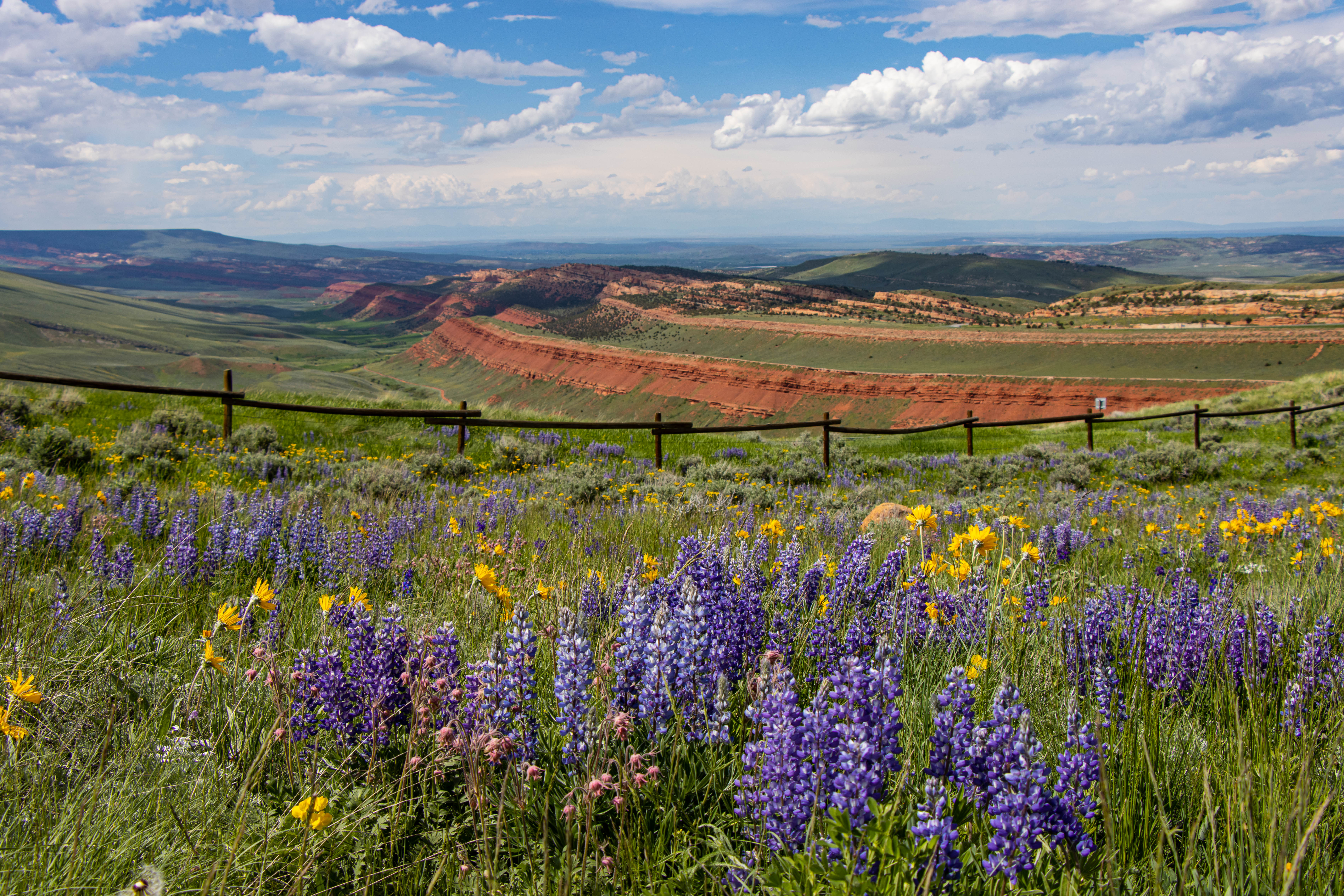 AmyAnderson_Red Canyon Wildflowers