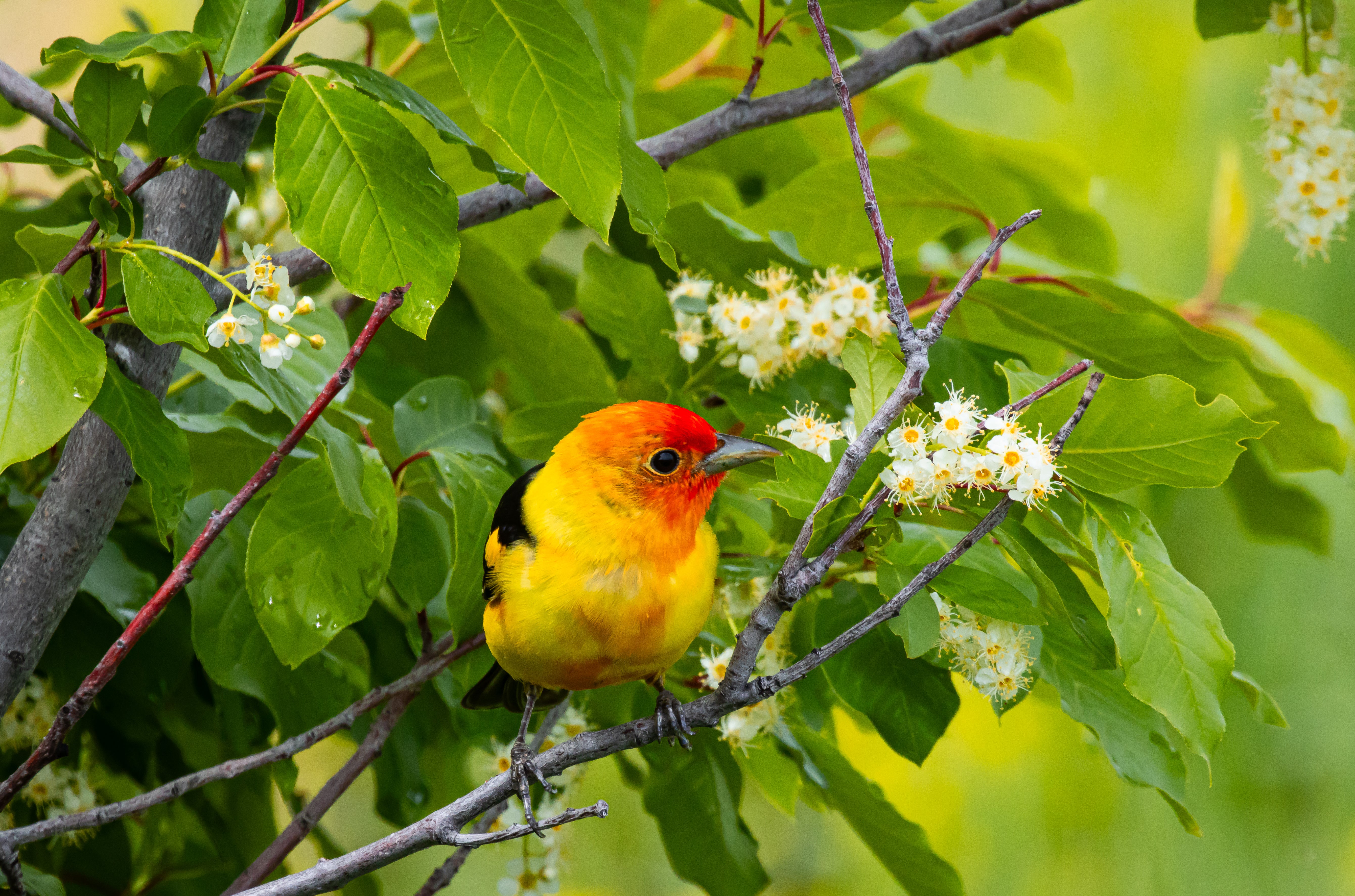 AmyAnderson_Western Tanager Chokecherry