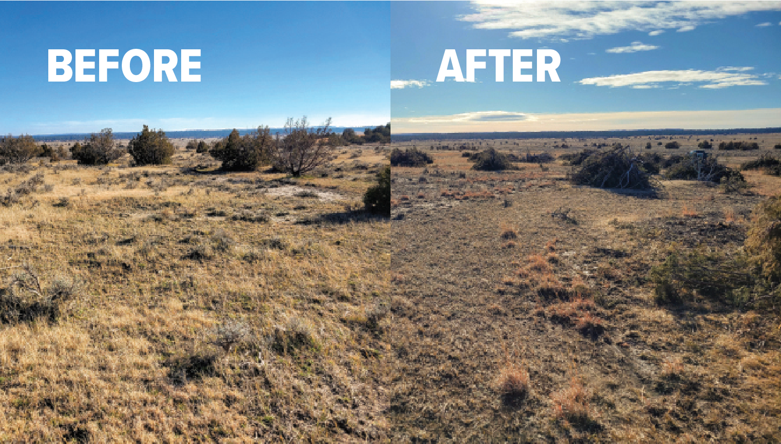 The Wyoming Game and Fish Department has worked to reduce encroaching conifers in  high-use areas for pronghorn. 