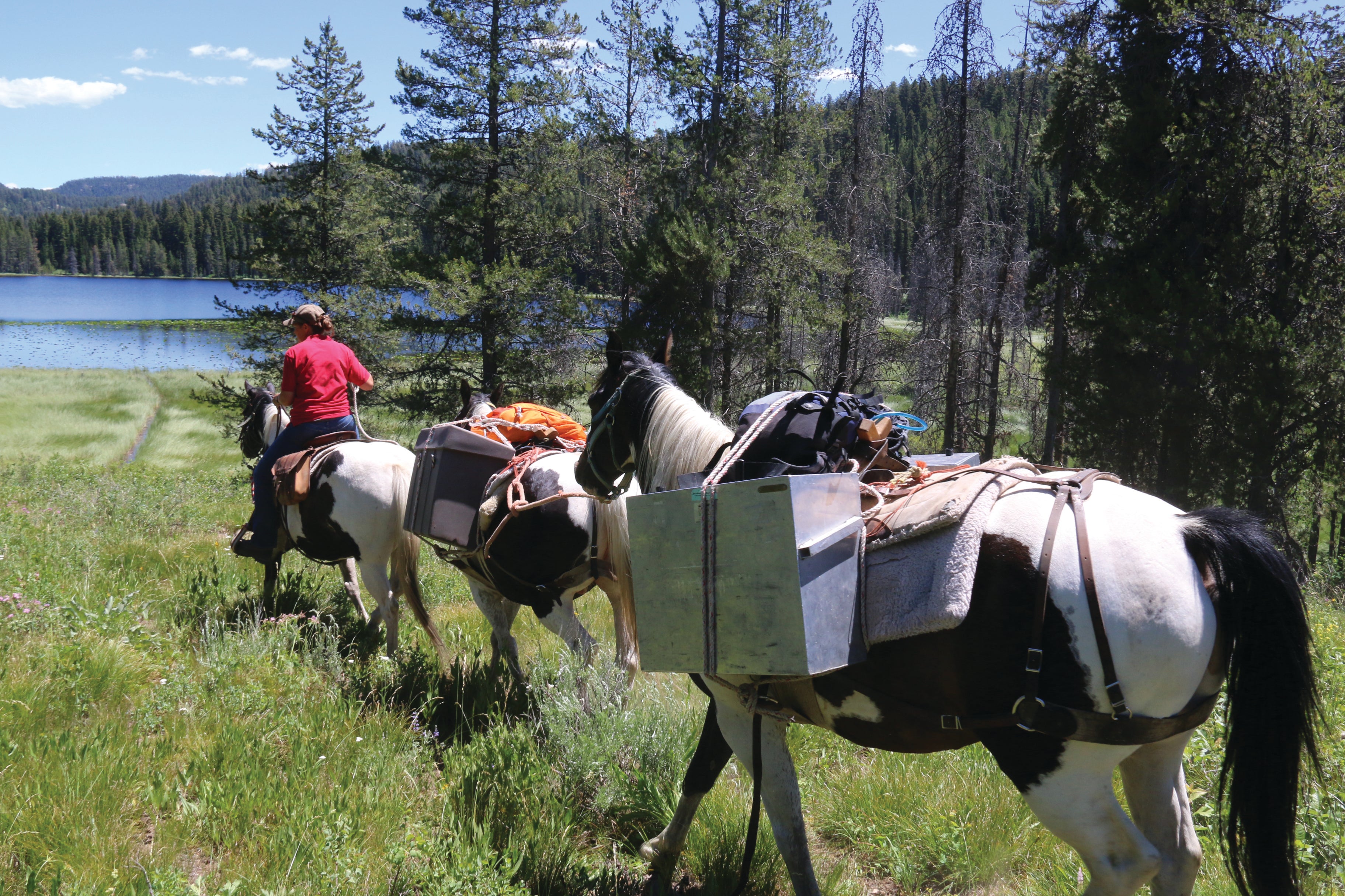 Game and Fish continues to use horses to haul fish to backcountry lakes for stocking.