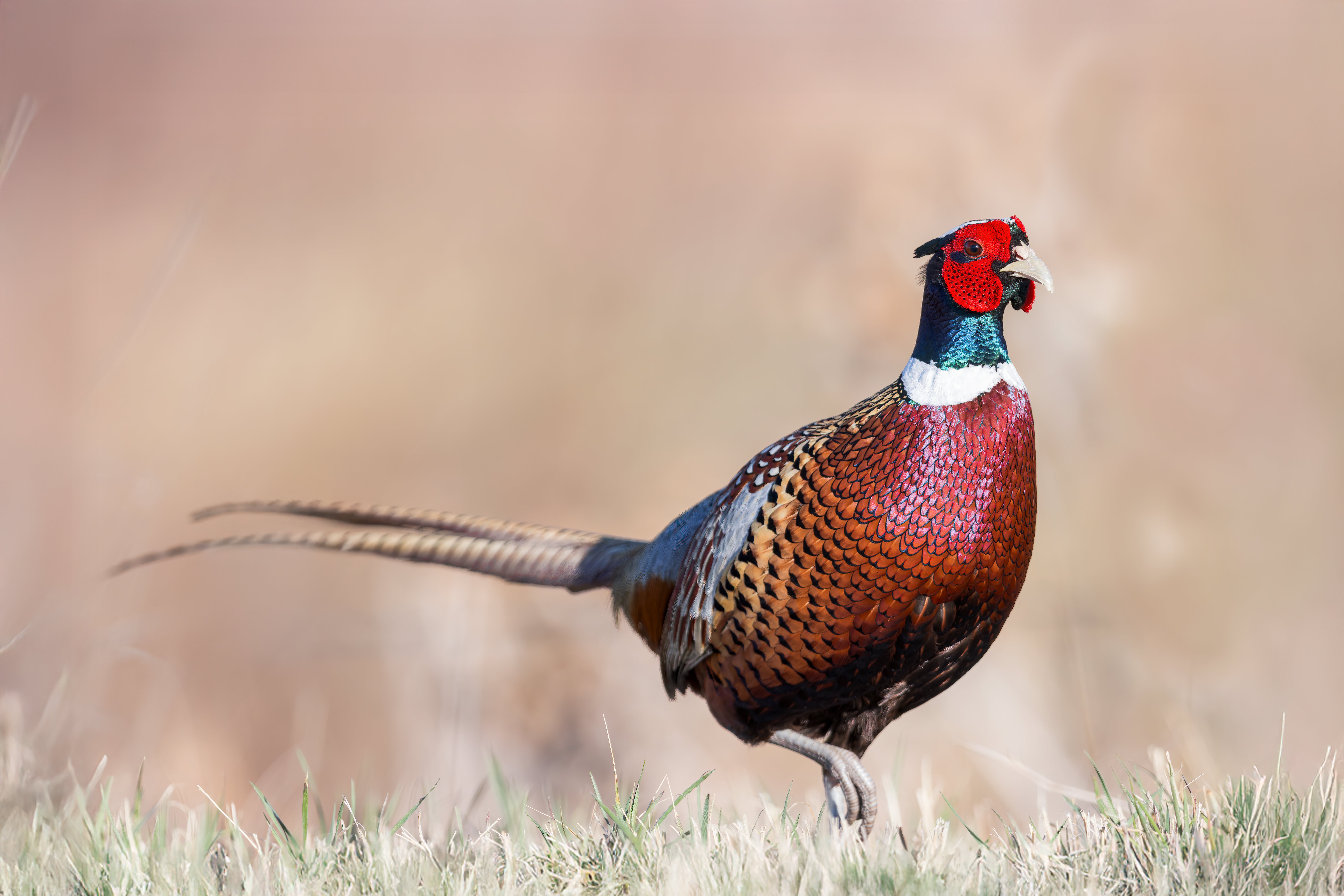 MarkNelson_20250327-Ringnecked pheasant 250327_CR3_3120