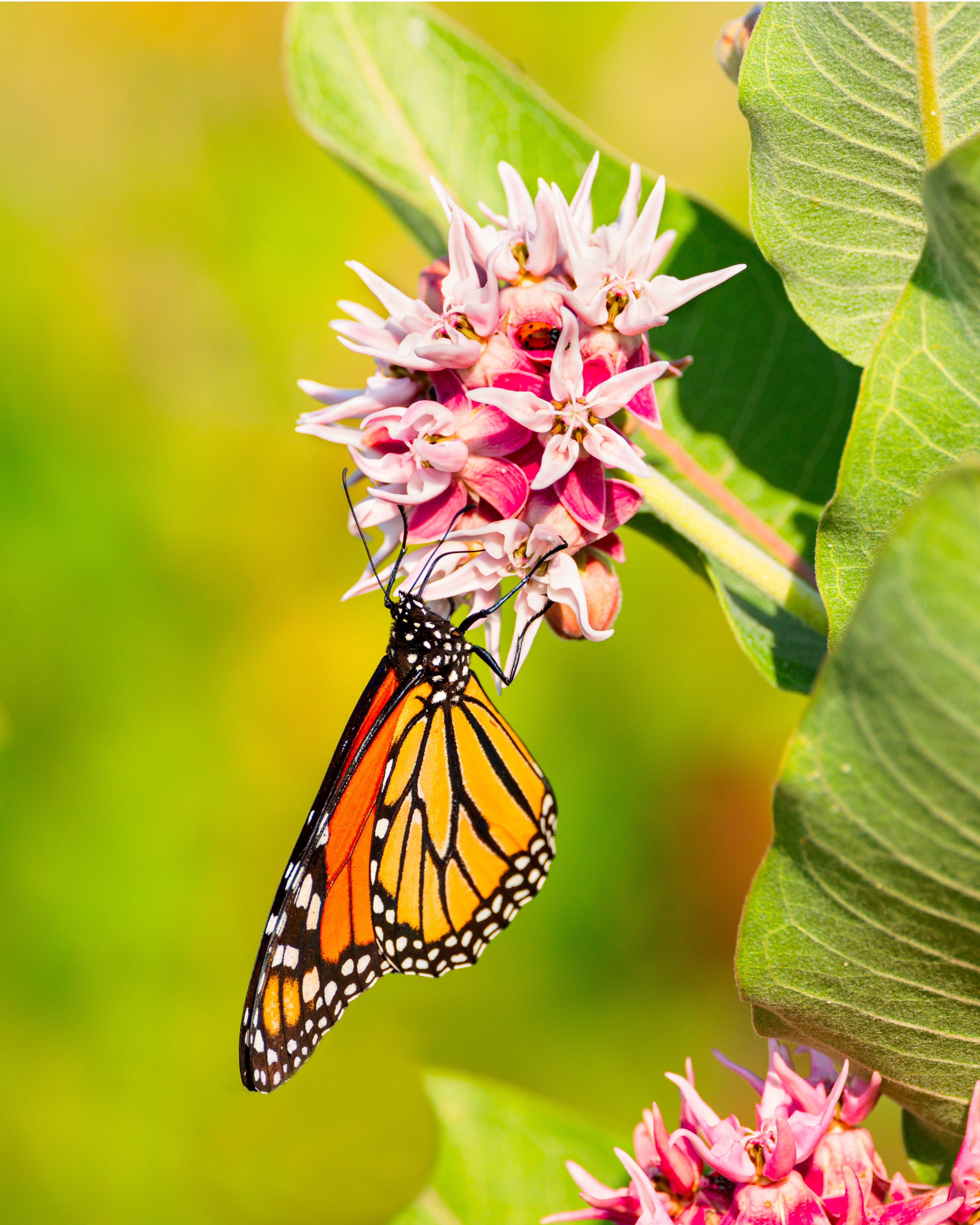 MarkNelson_Monarch butterfly _5__4360 -3-1