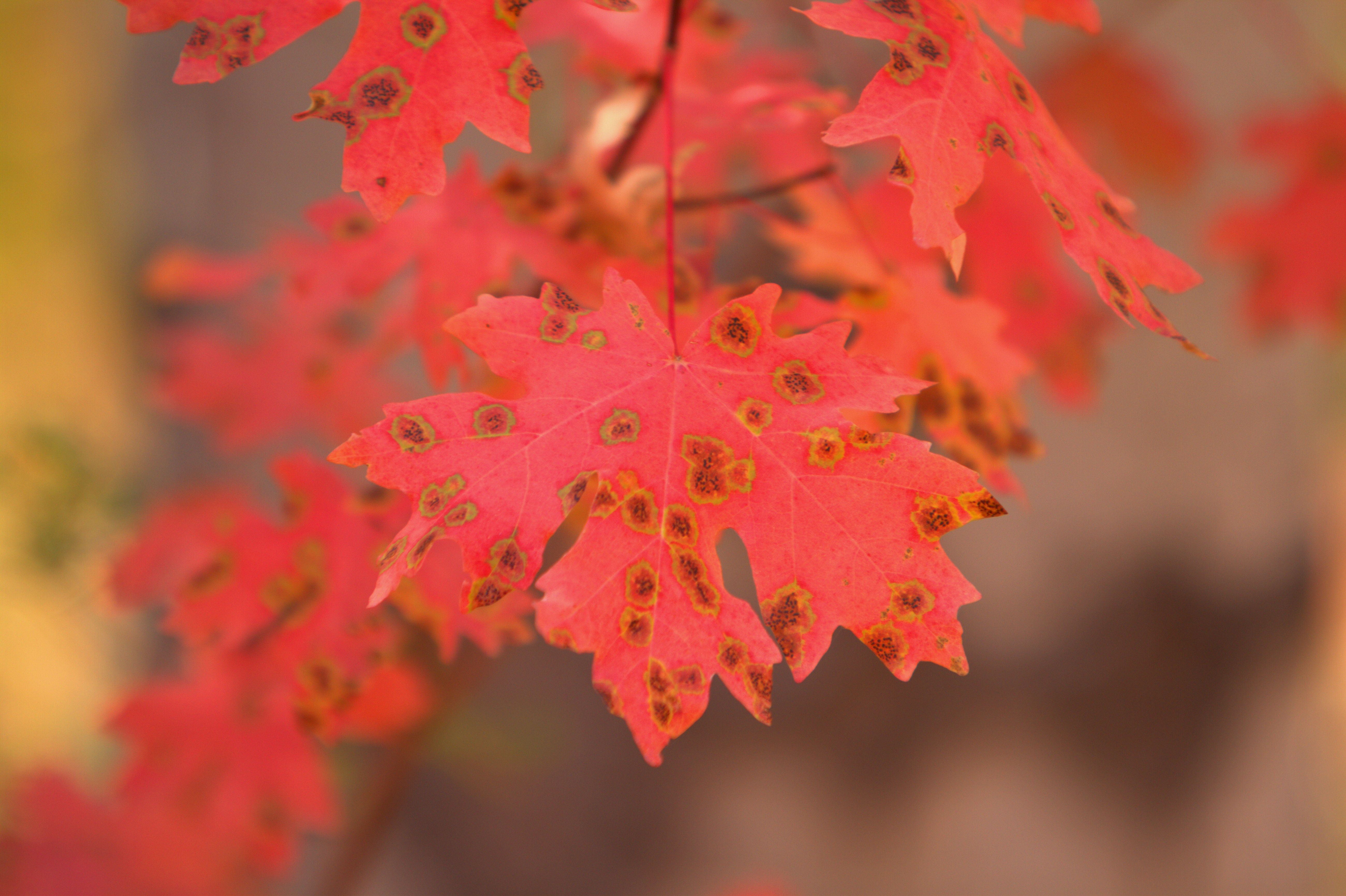 StanHarter_Bigleaf Maple near Alpine 9-22-2012