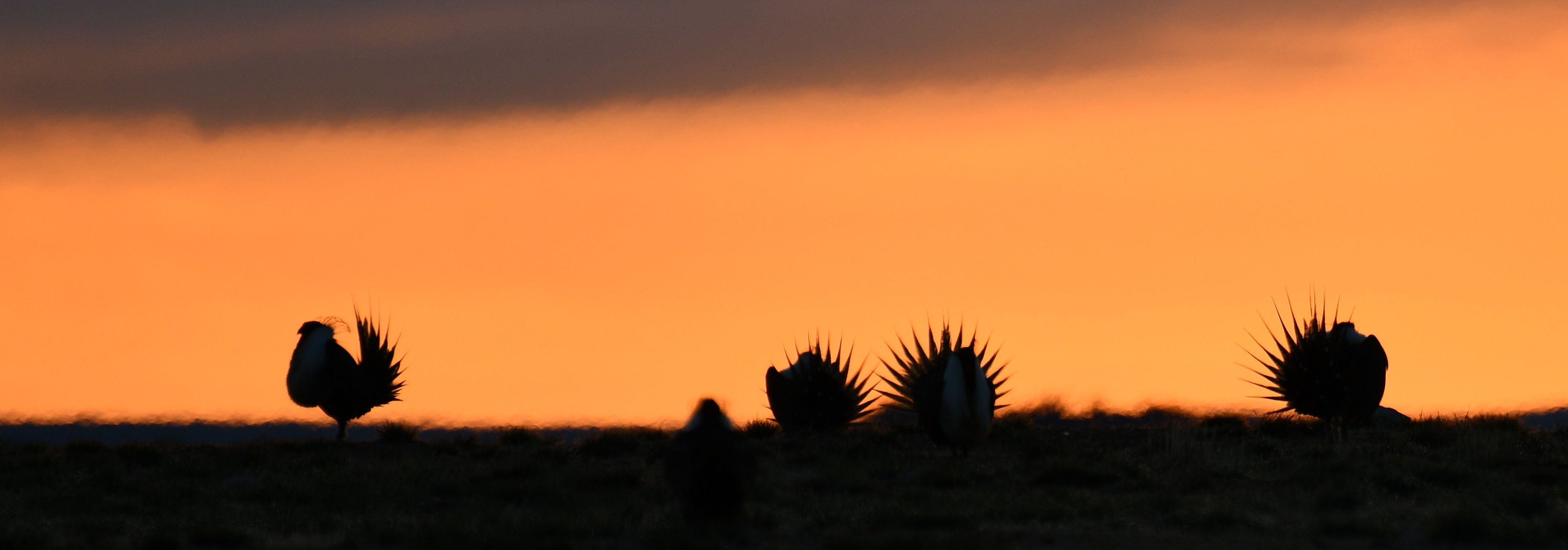 StanHarter_Sky Line Sage Grouse 5-9-2025
