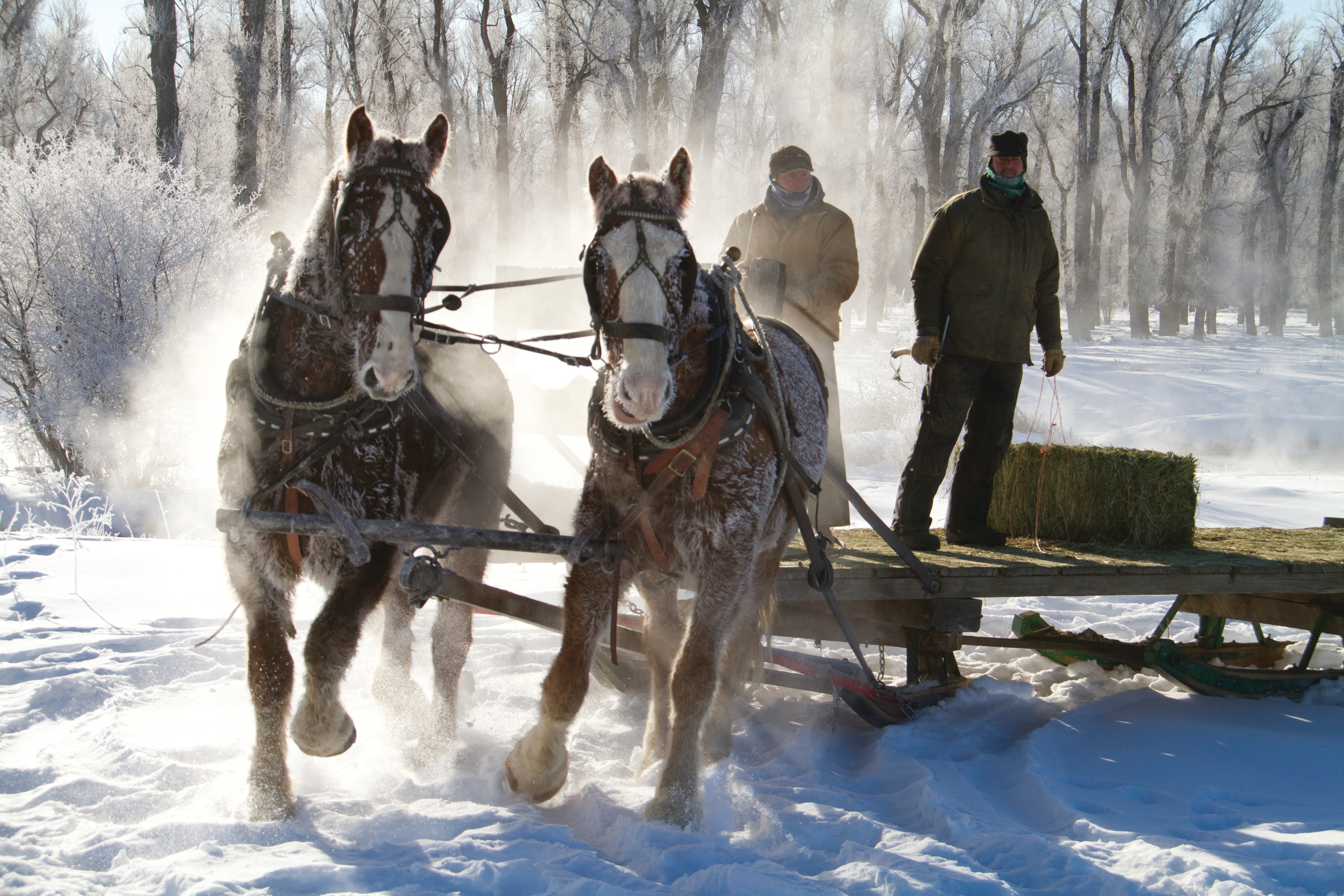  Horses have been used to assist in feeding elk on feedgrounds for more than 110 years in Wyoming.