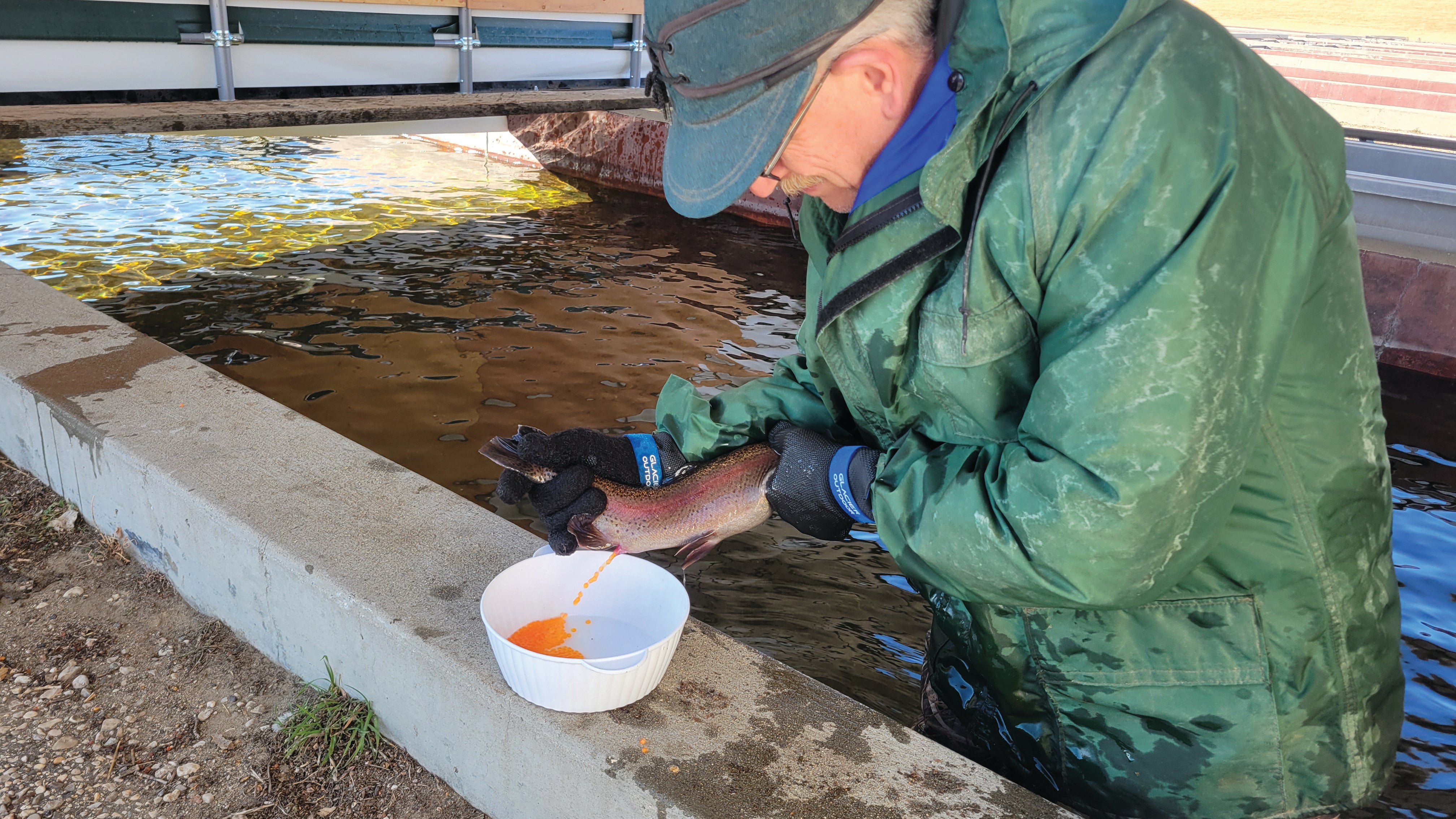 Follett extracts eggs from a female rainbow trout.