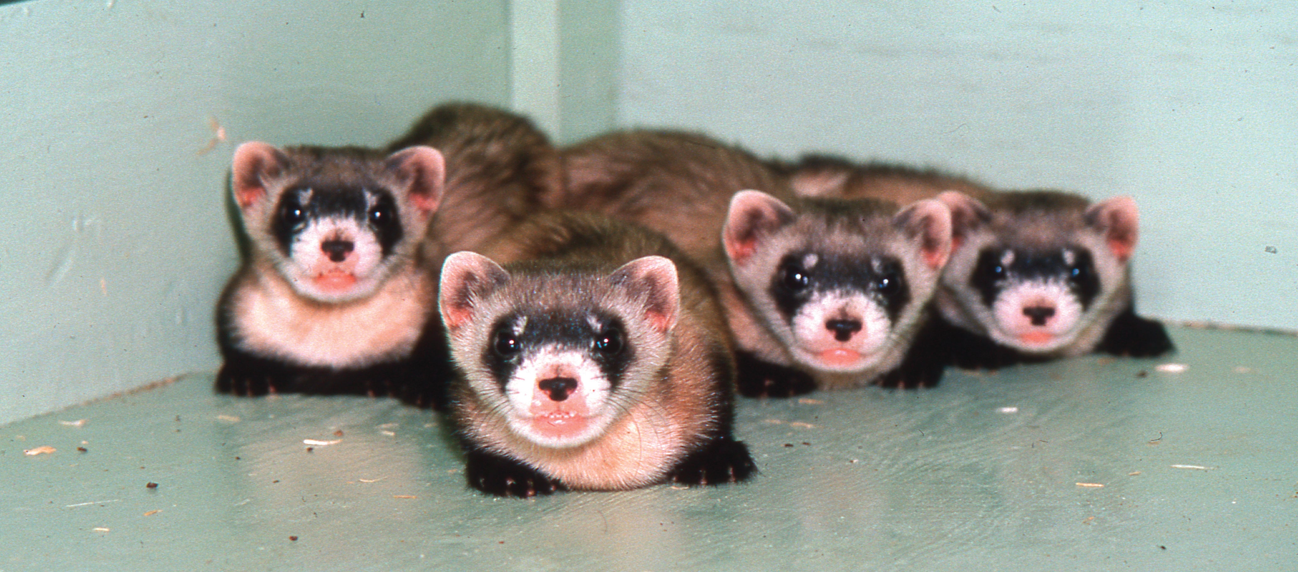 black-footed ferret