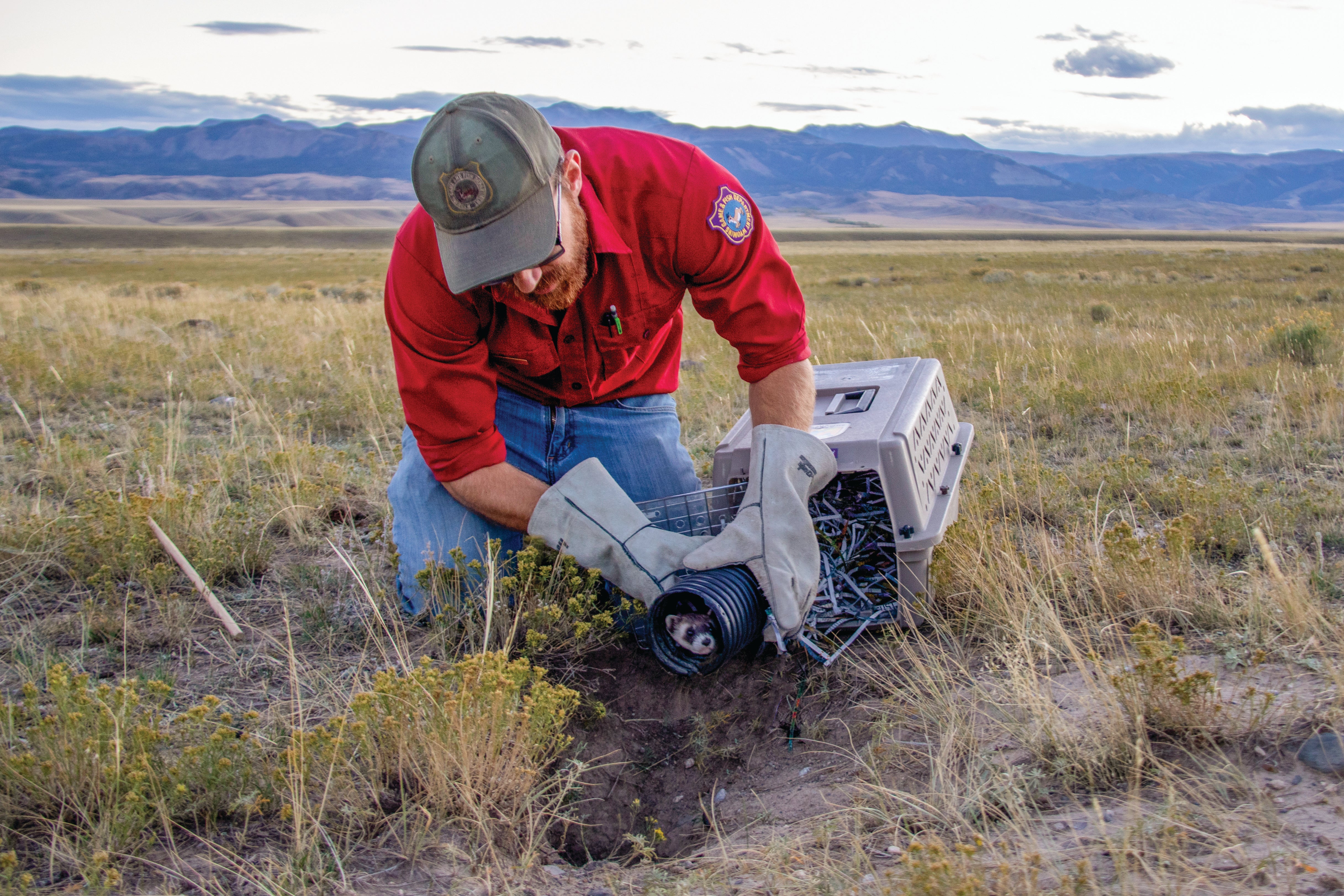 Andy Gygli, small carnivore biologist with Game and Fish, releases a captive-bred ferret near Meeteetse.