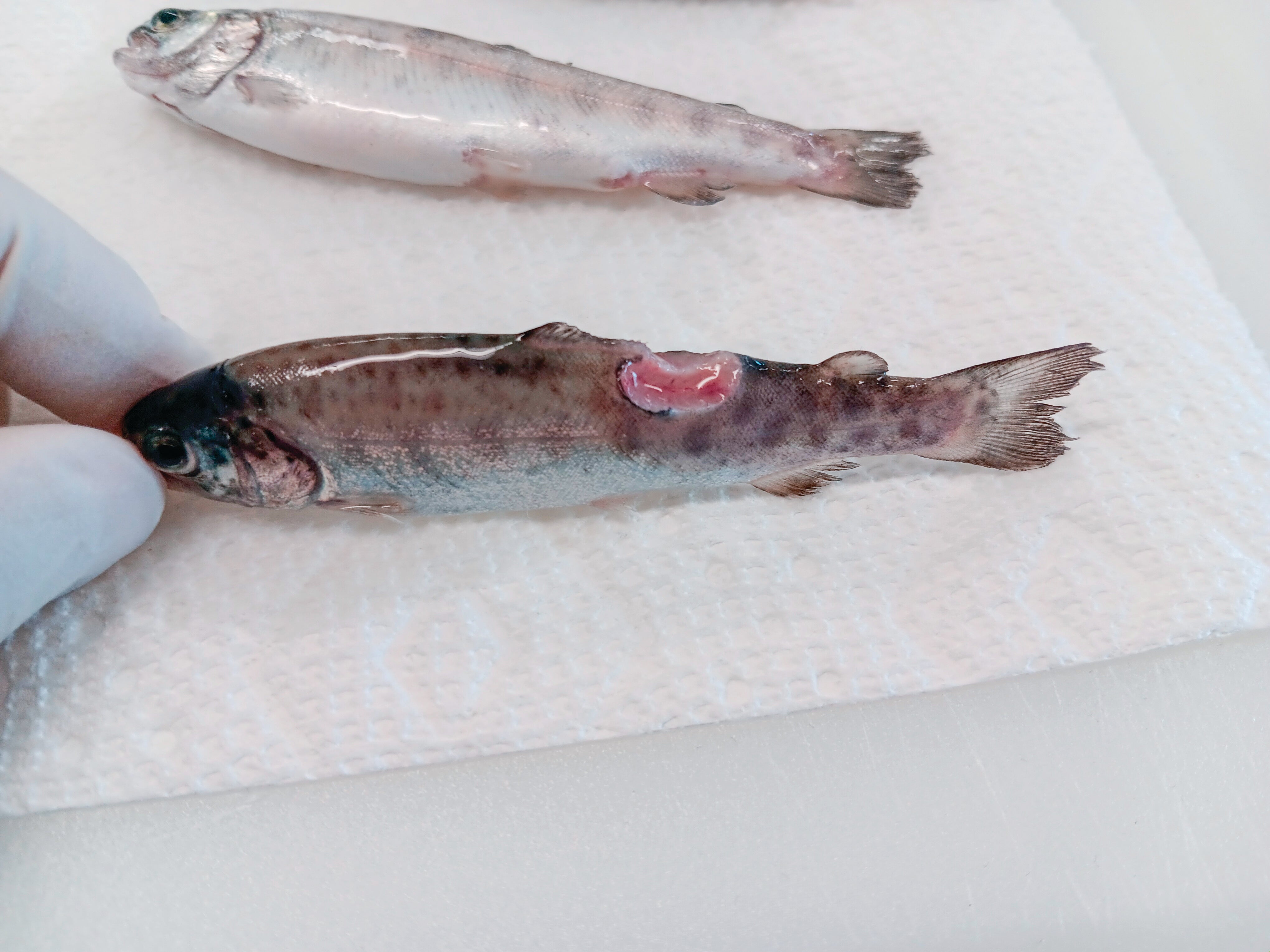 This rainbow trout developed a dorsal caudal lesion after being infected with Flavobacterium psychrophilum .