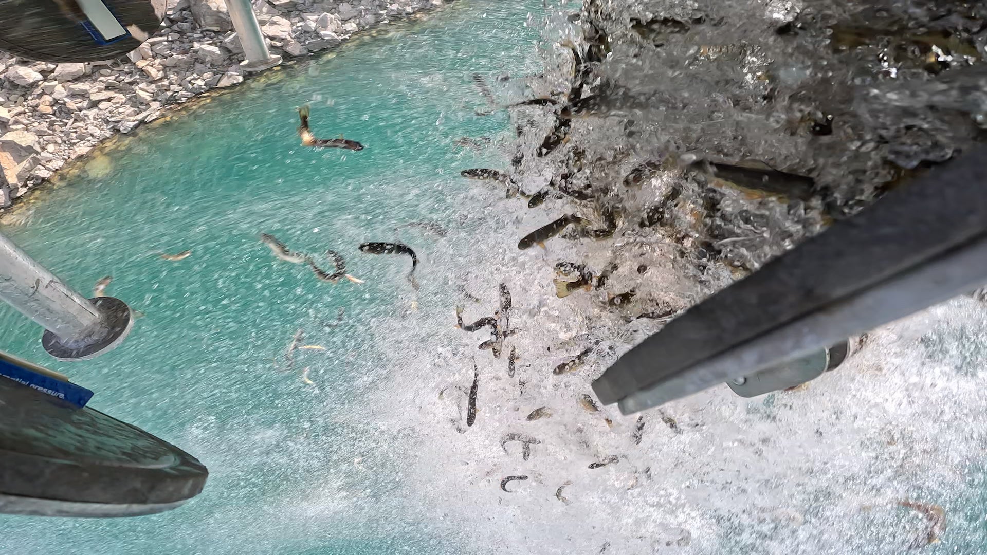 view under helicopter of fish being released into a high elevation lake