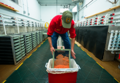 Story Fish Hatchery Superintendent Steve Diekema transfers kokanee fish eggs into a cooler to prepare the eggs for shipment to the Speas Fish Hatchery