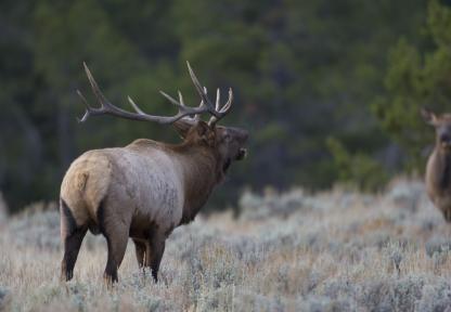 Elk bugle