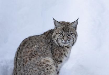 A bobcat sits in the snow