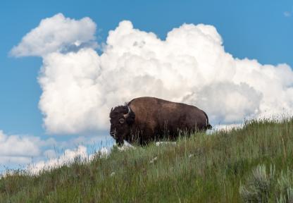 A bison stands on a green hill with blue sky and clouds in the background