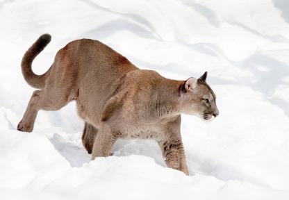 A mountain lion walks through snow