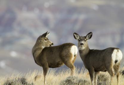 Two mule deer does on hillside 