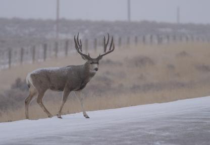 mule deer buck crossing highway