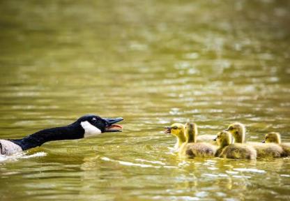 Mother Canada goose with goslings