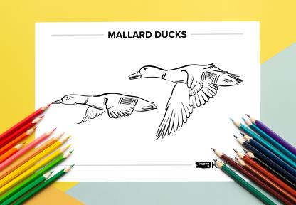 Mallard ducks coloring sheet