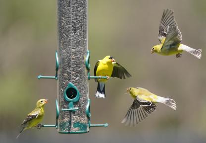 Goldfinches at birdfeeder