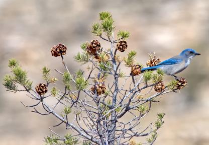 Pinyon jay perches at the top of a small pine tree