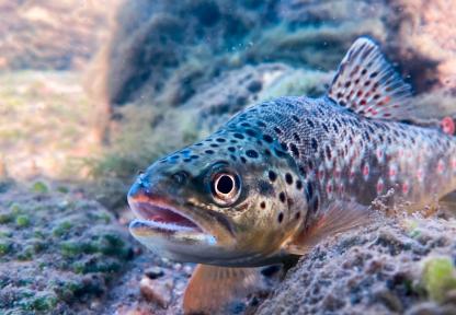 brown trout underwater