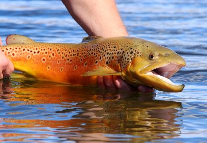 brown trout image