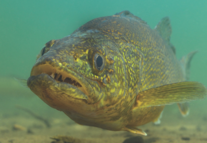 A walleye under water